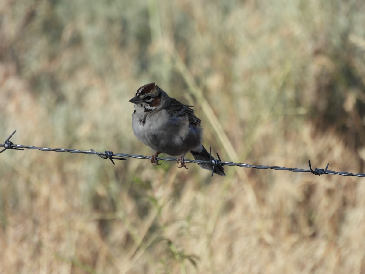 Lark Sparrow - ML639032111
