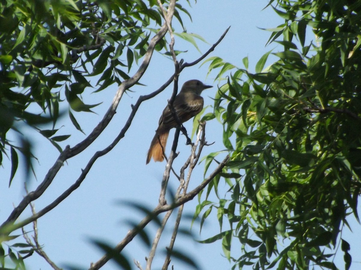 Great Crested Flycatcher - ML639032112