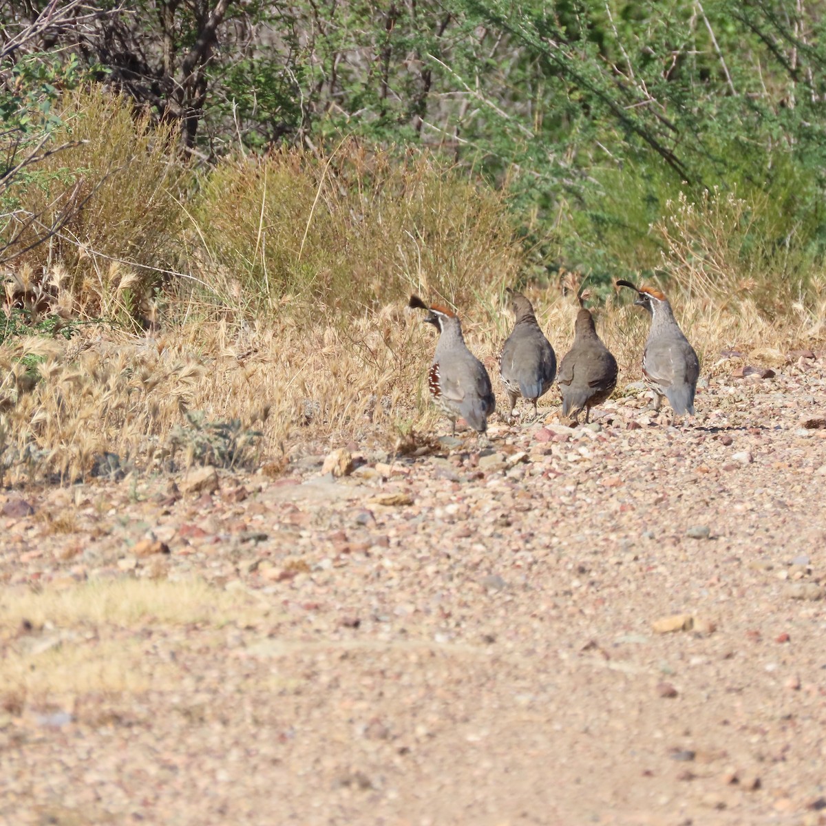 Gambel's Quail - ML639032113