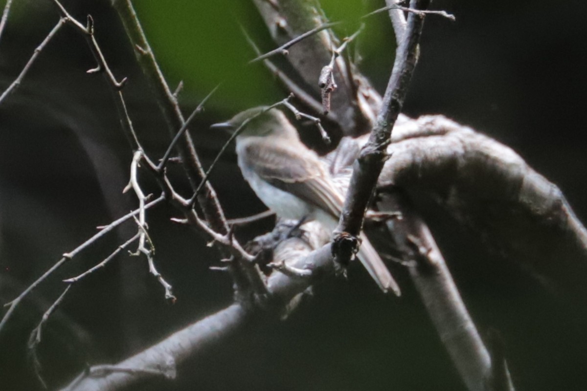 Eastern Phoebe - ML639032114