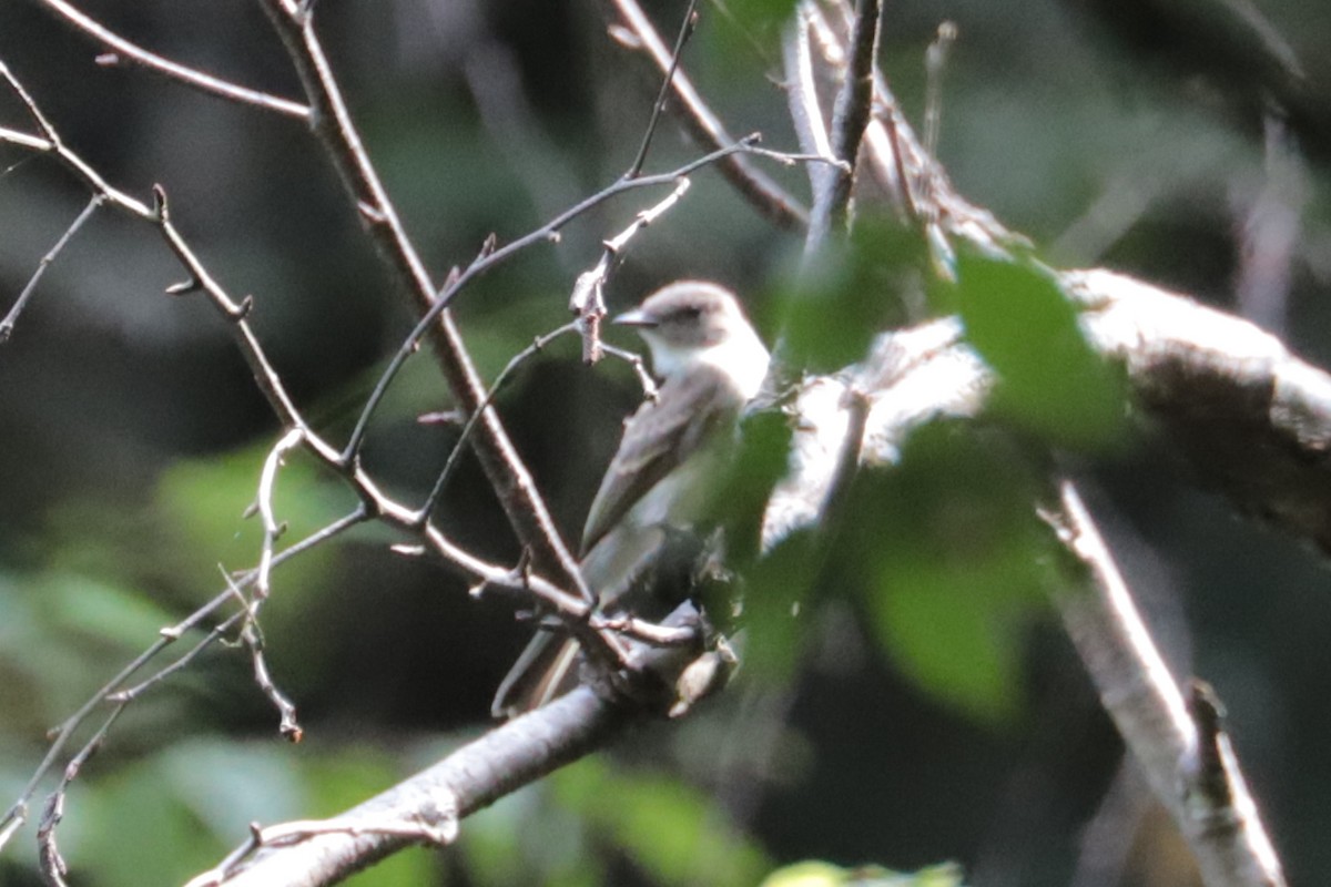 Eastern Phoebe - ML639032115
