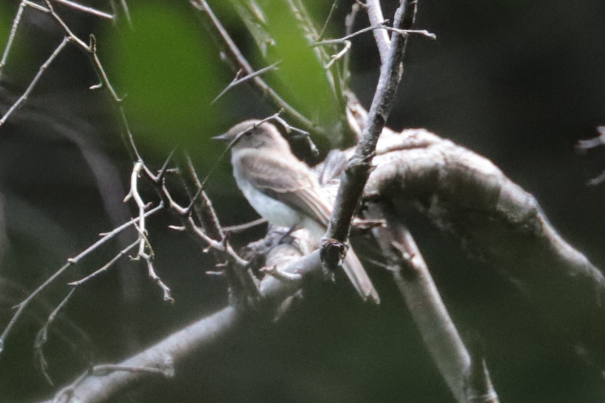 Eastern Phoebe - ML639032116