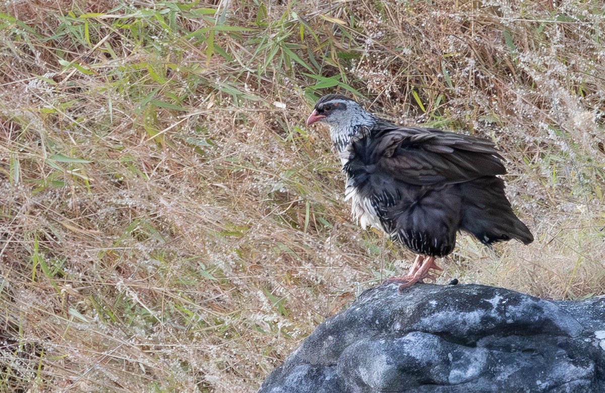 Swierstra's Spurfowl - ML639032118