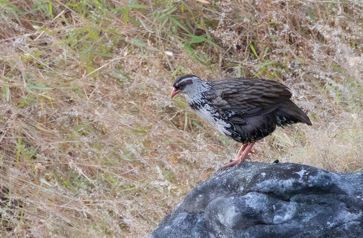 Swierstra's Spurfowl - ML639032119