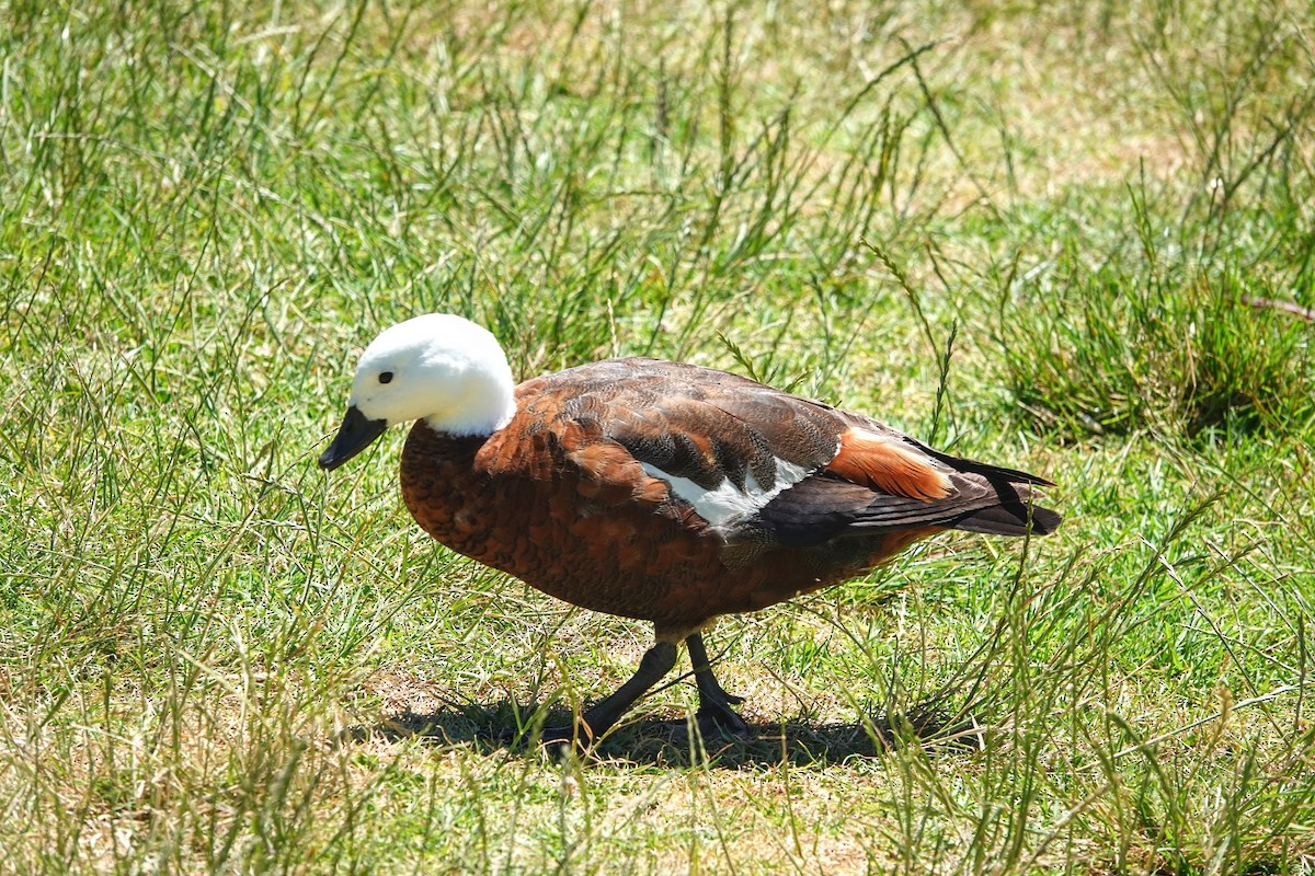 Paradise Shelduck - ML639032120
