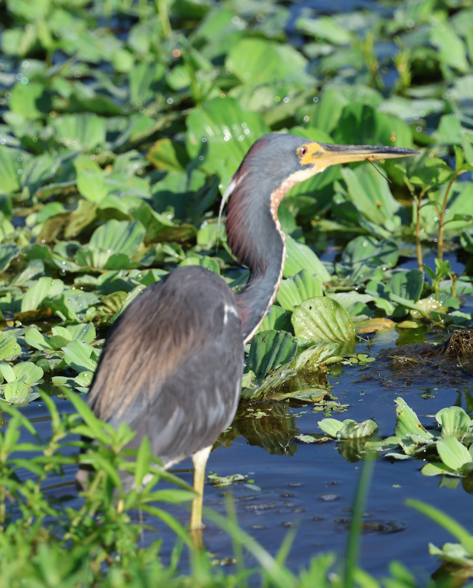 Tricolored Heron - ML639032125