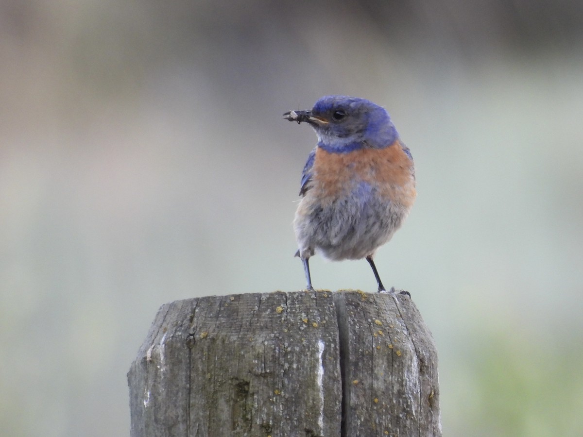 Western Bluebird - ML639032128