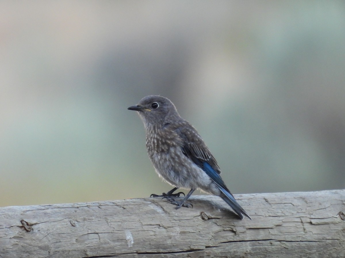 Western Bluebird - ML639032129