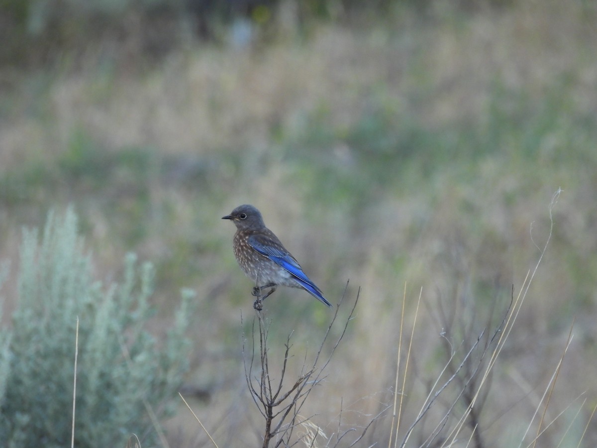 Western Bluebird - ML639032130