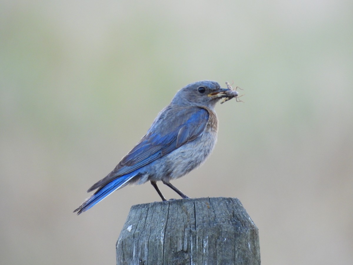 Western Bluebird - ML639032131
