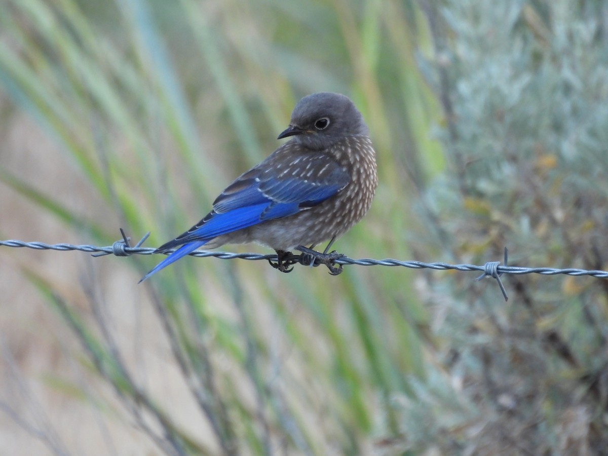 Western Bluebird - ML639032132
