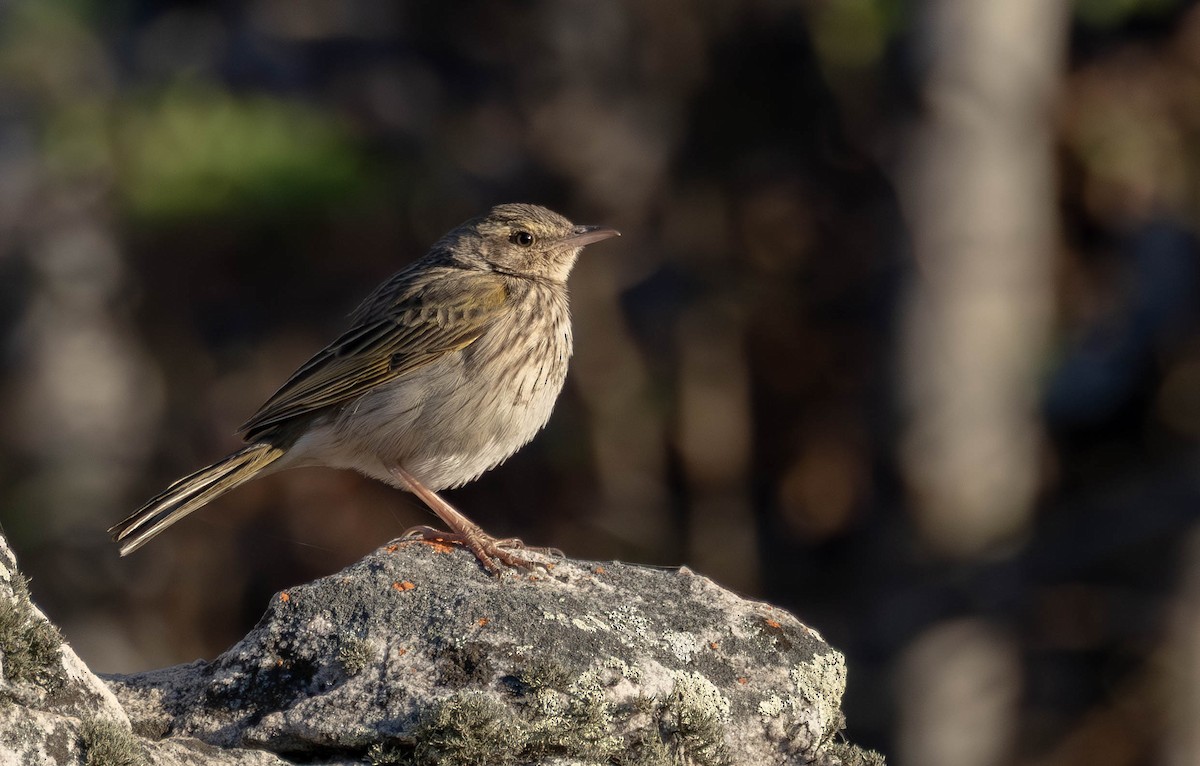Striped Pipit - ML639032134