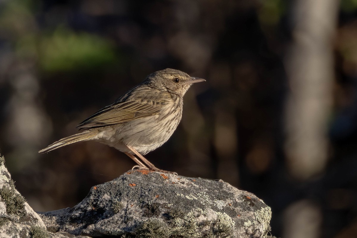 Striped Pipit - ML639032135