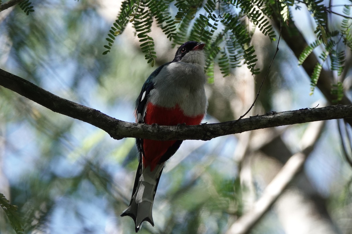 Cuban Trogon - ML639032136