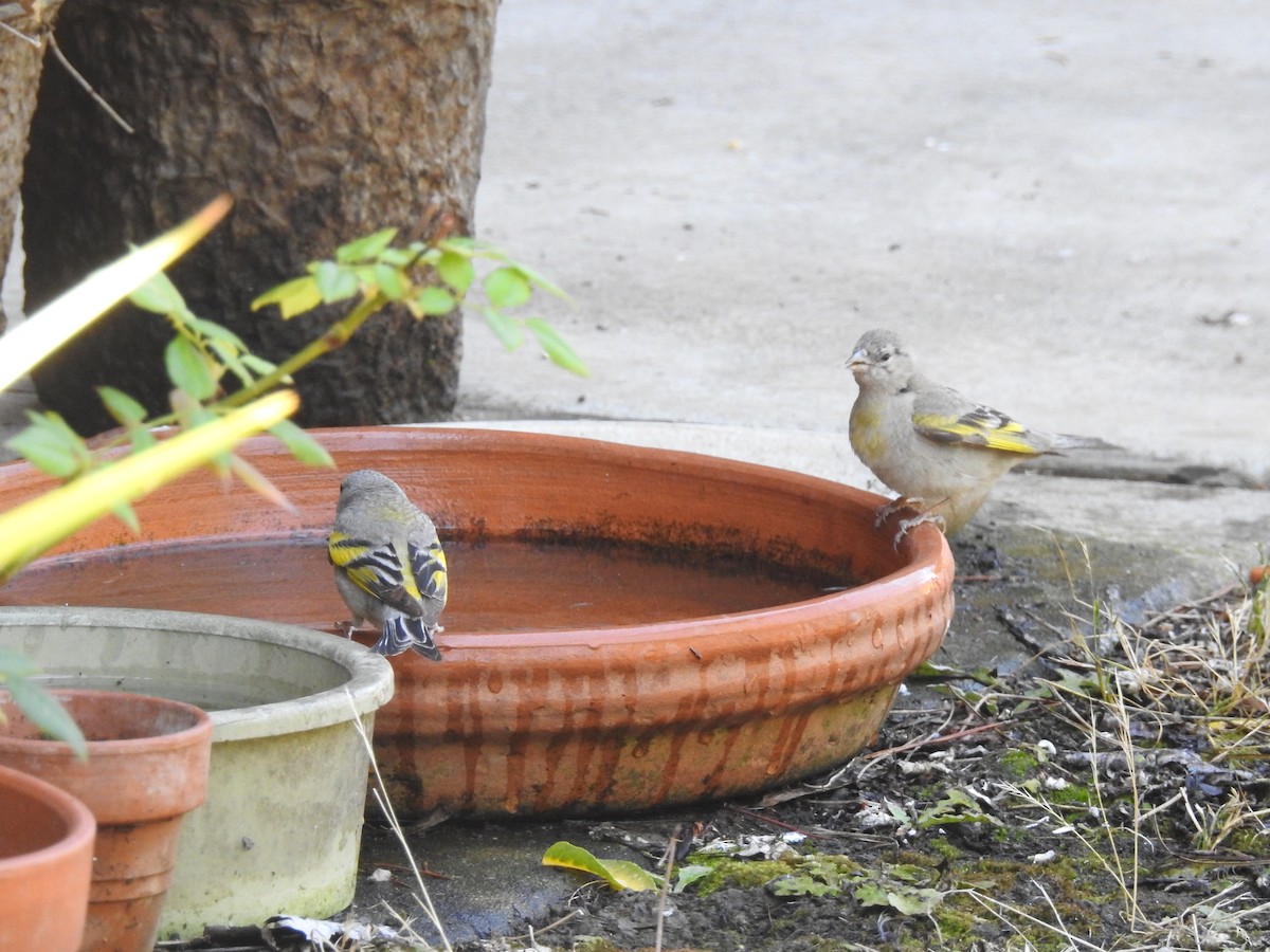 Lawrence's Goldfinch - ML639032179