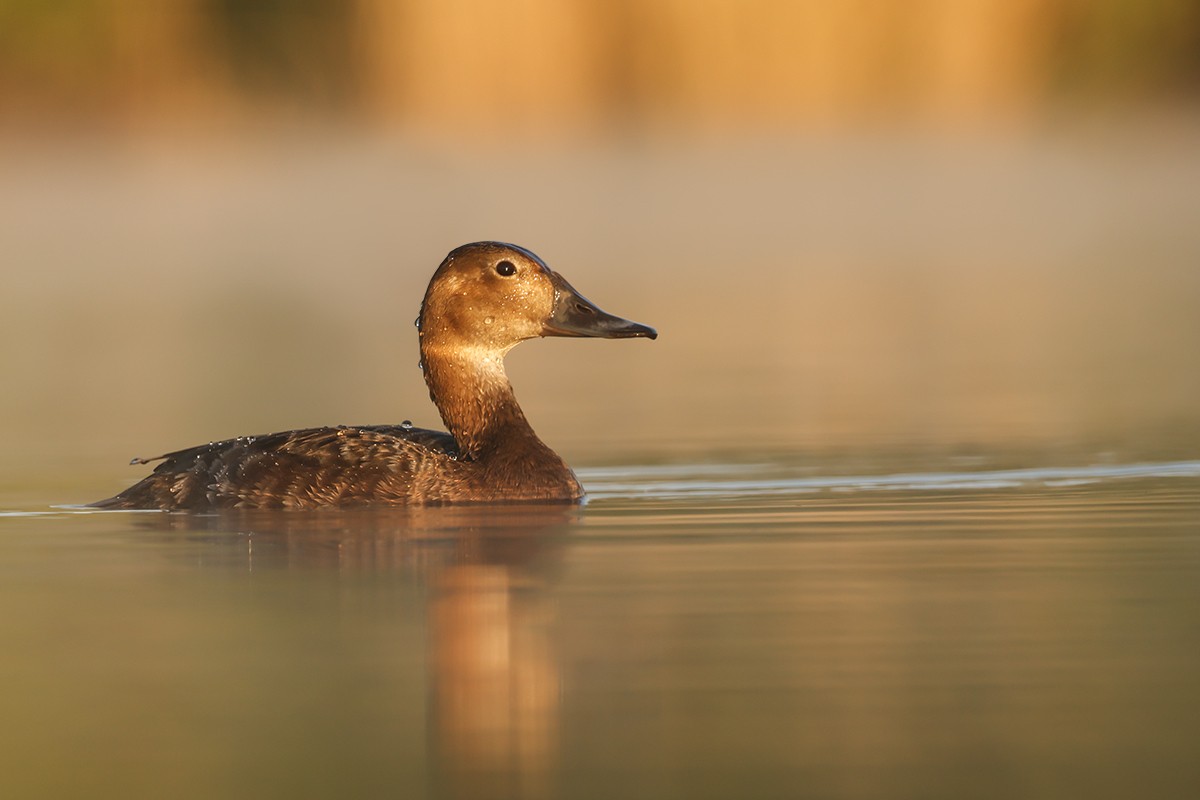 polák velký - ML639032208