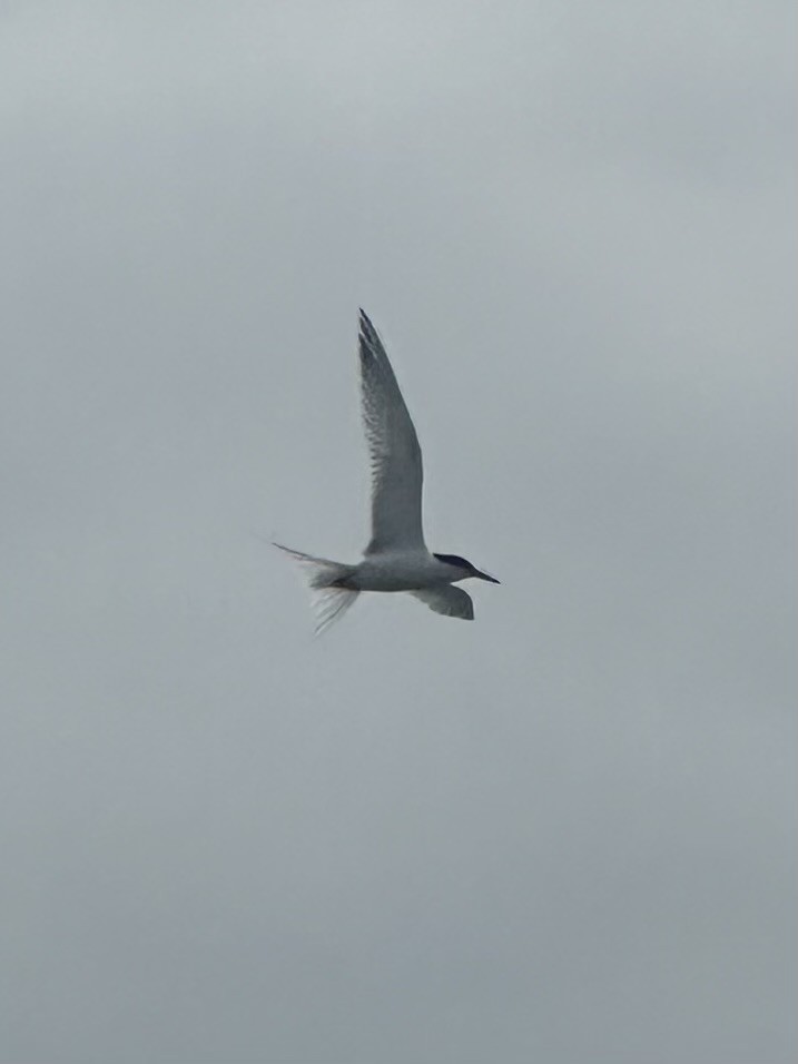 Крячок рожевий - ML639032219