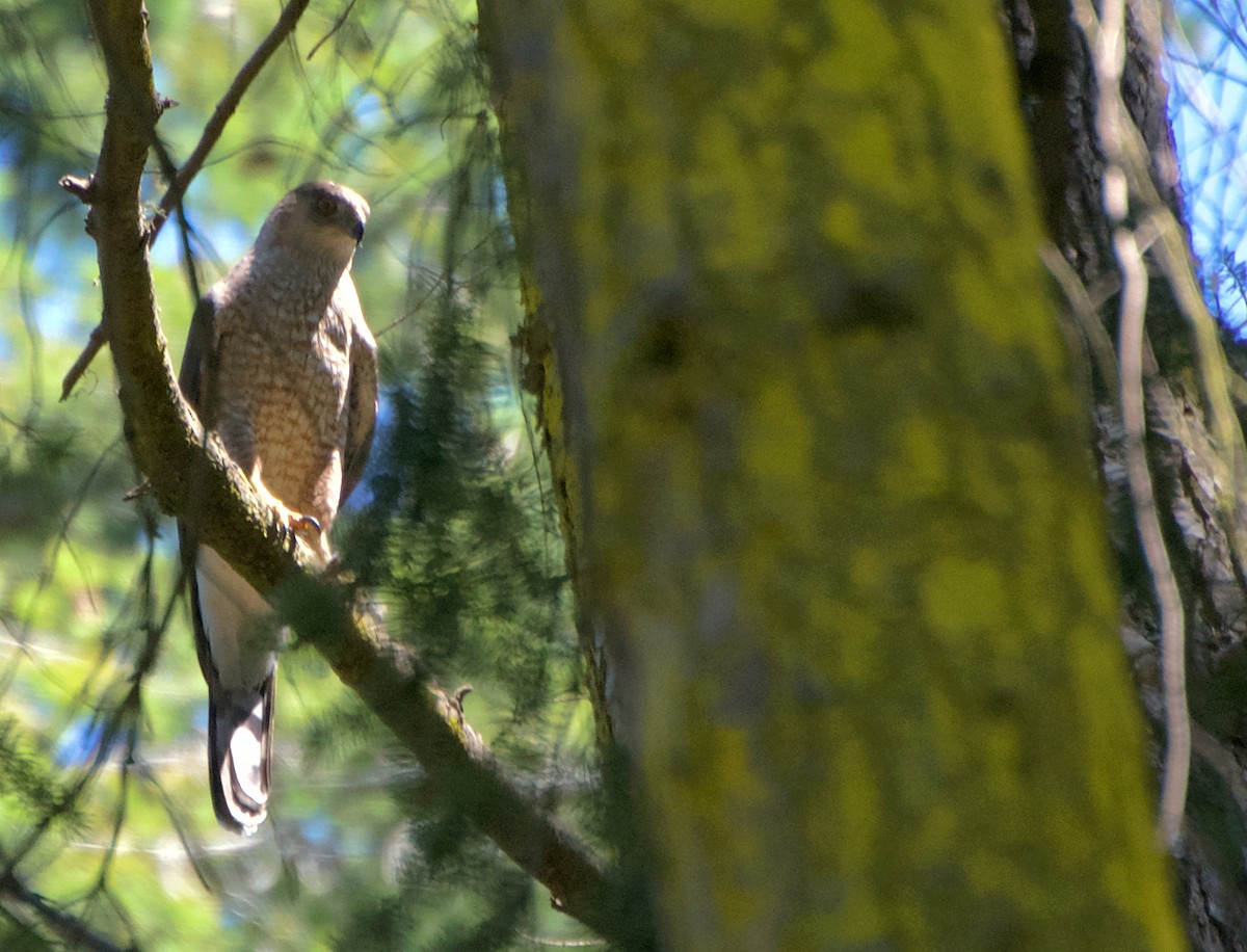 Cooper's Hawk - ML639032261