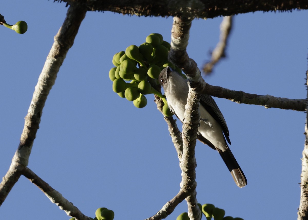 White-rumped Sirystes - ML639032292