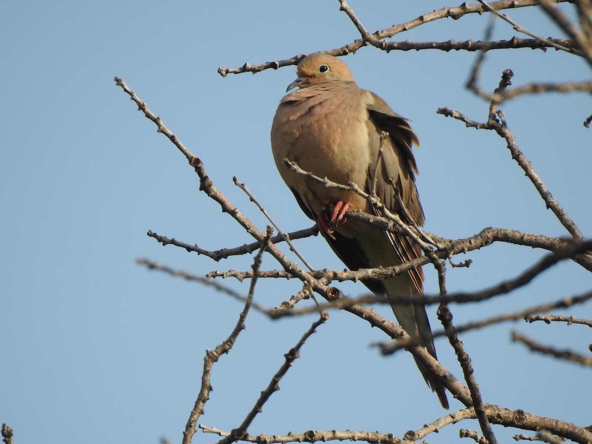 Mourning Dove - ML639032316