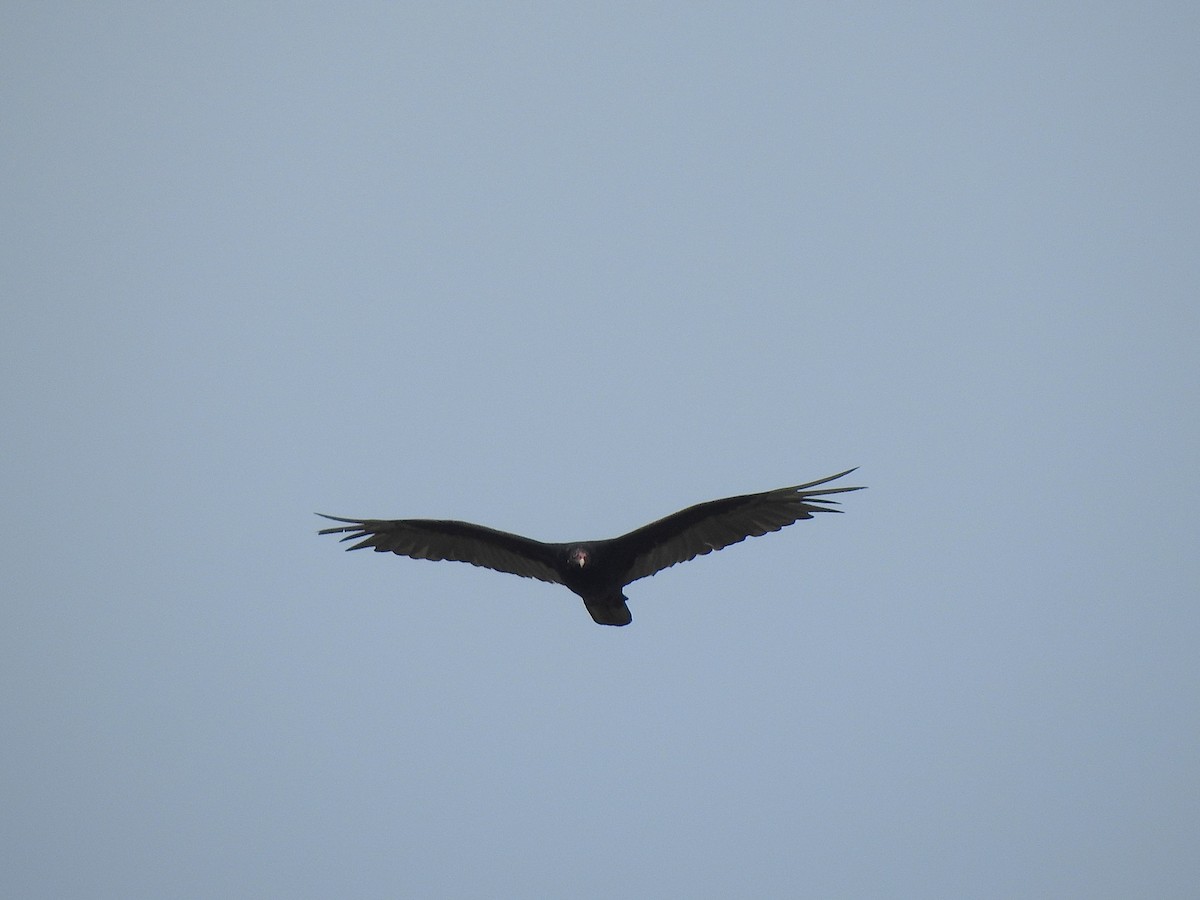 Turkey Vulture - ML639032328