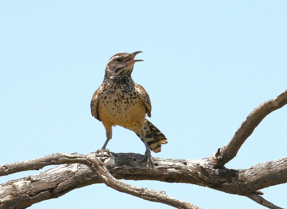 Cactus Wren - ML639032333