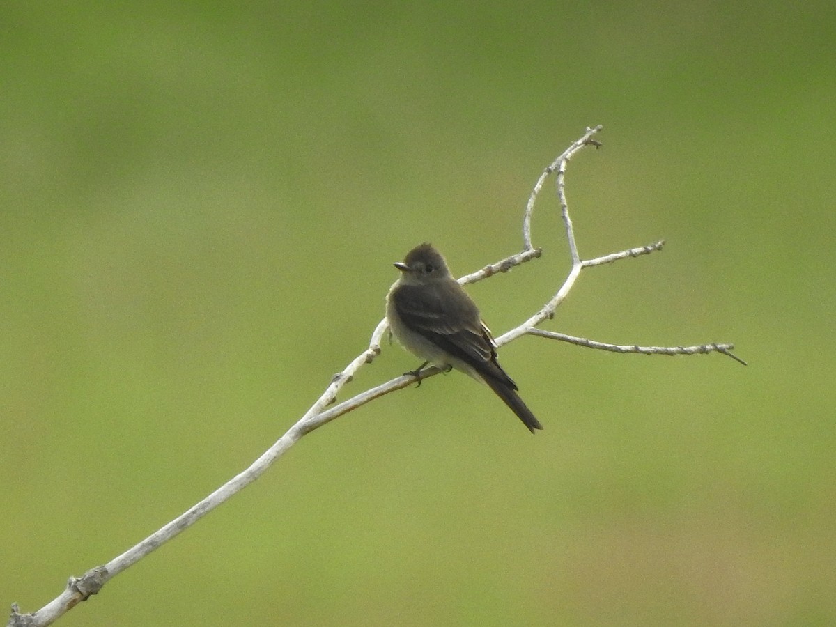 Western Wood-Pewee - ML639032335