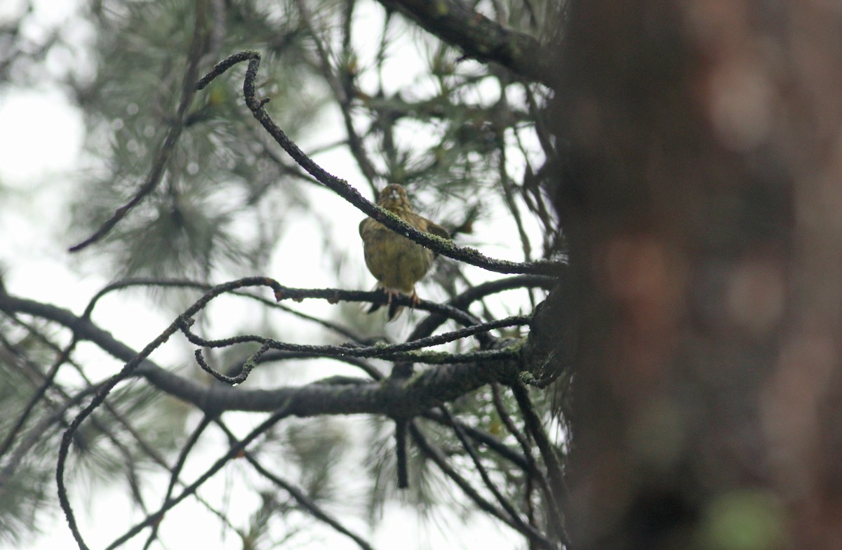 Yellowhammer - ML639032337