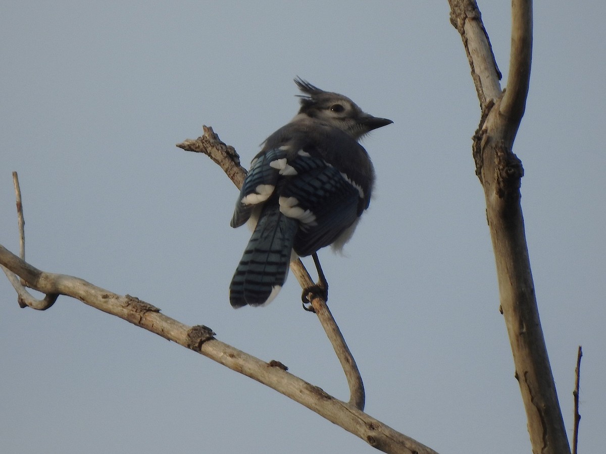 Blue Jay - ML639032342