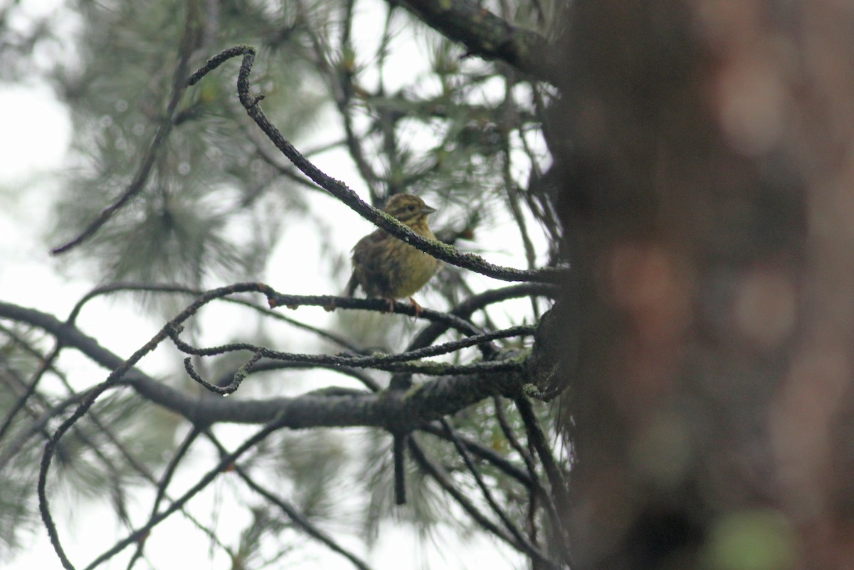 Yellowhammer - ML639032344