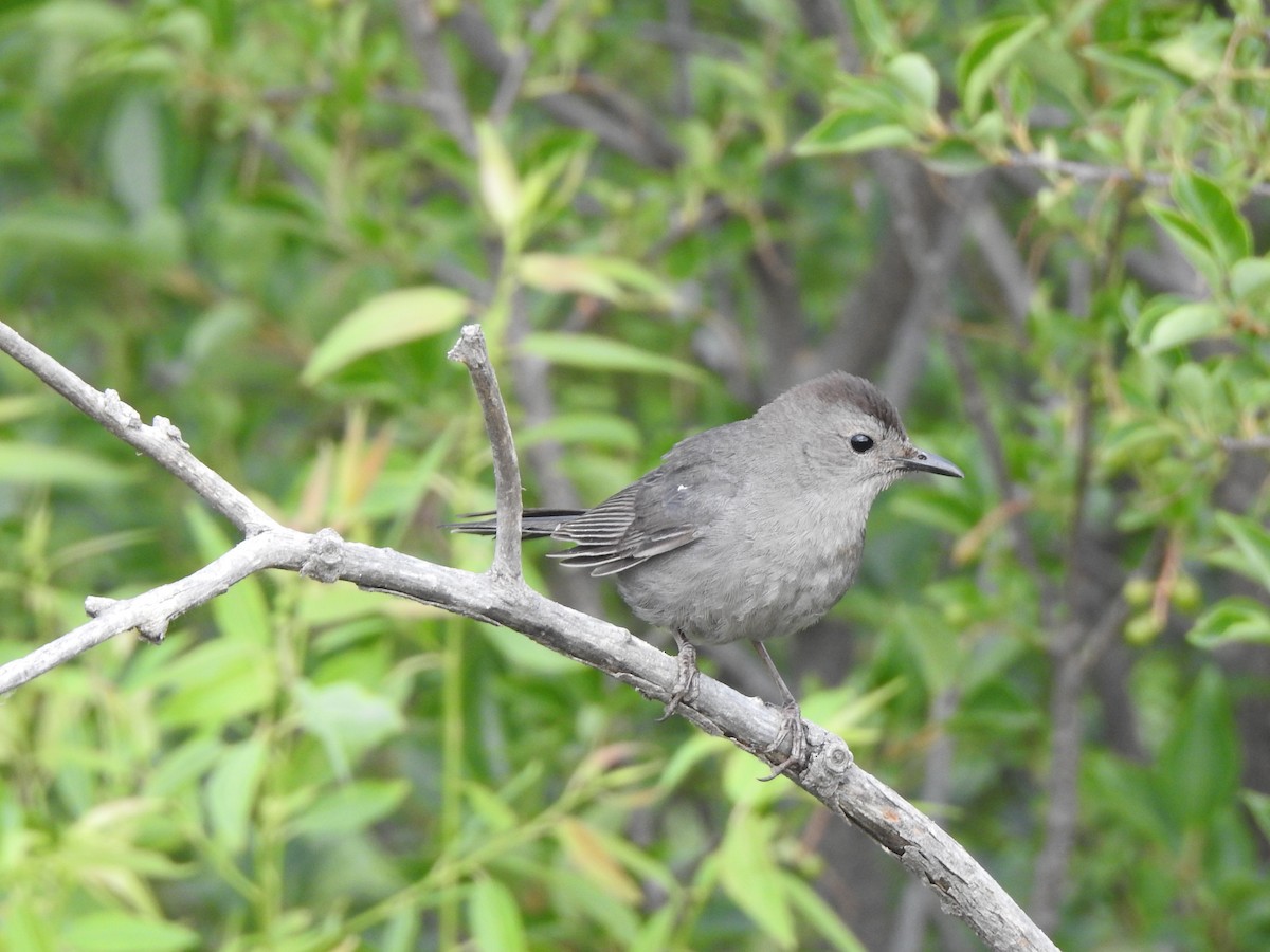 Gray Catbird - ML639032355