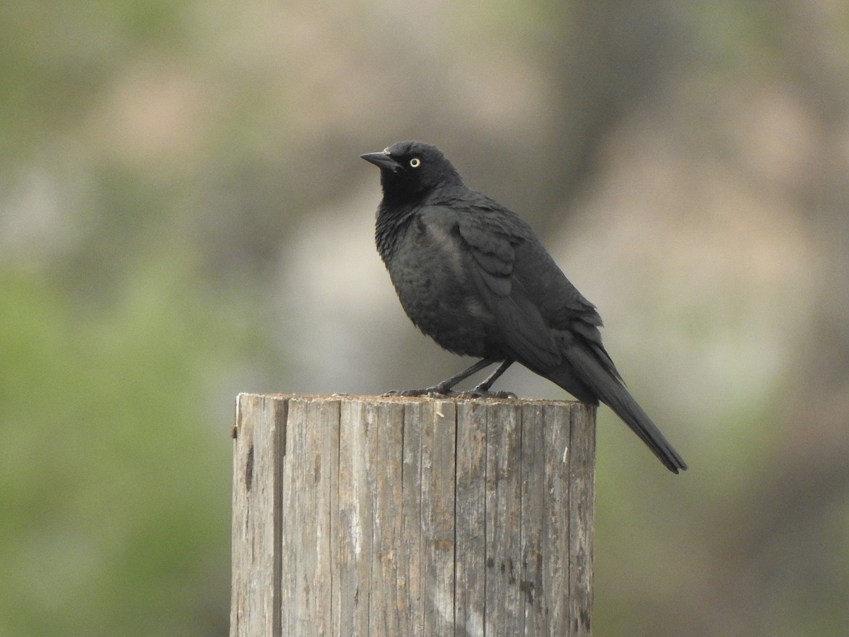 Brewer's Blackbird - ML639032375