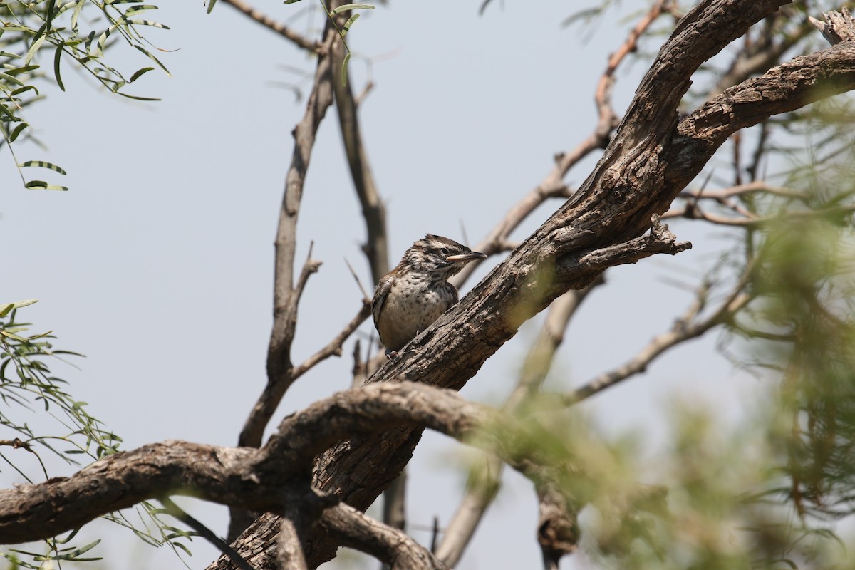 Cactus Wren - ML639032380