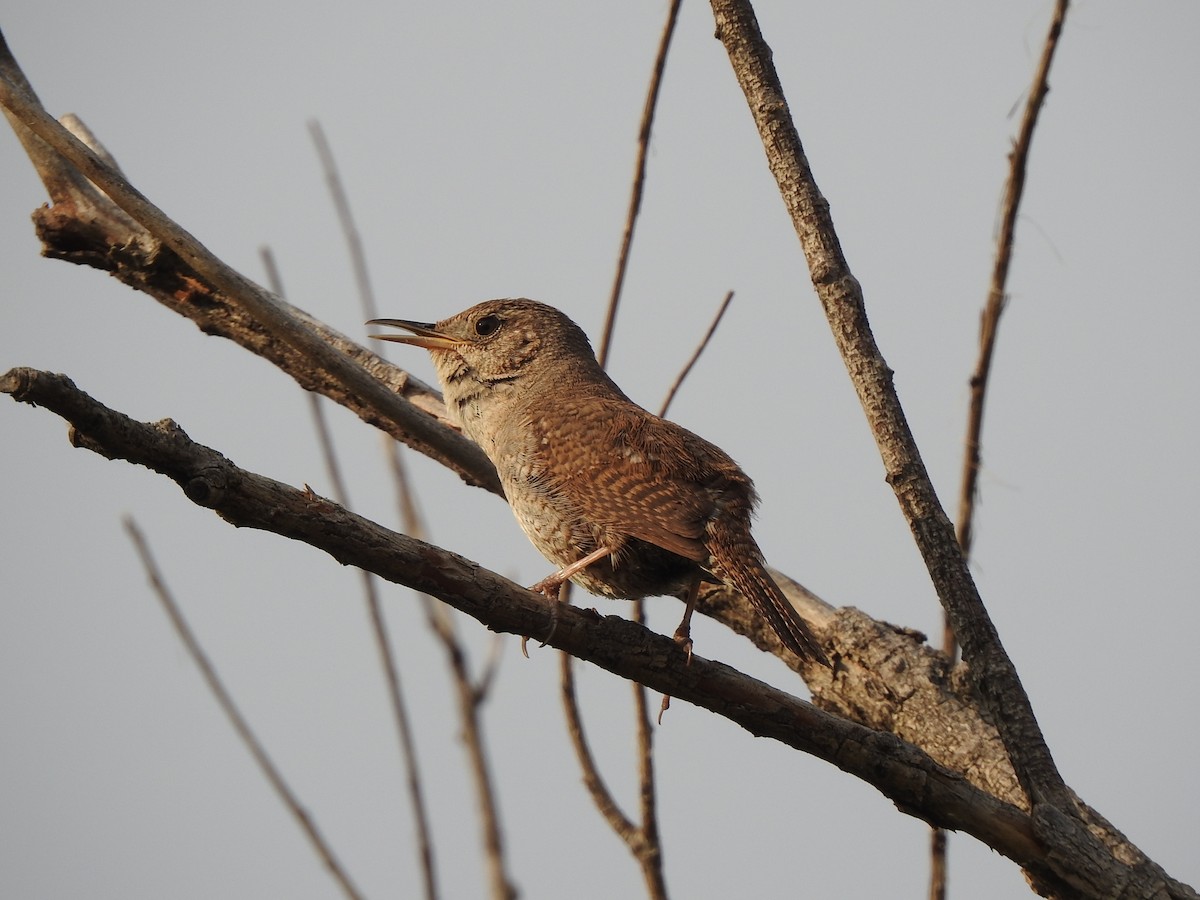 Northern House Wren - ML639032389