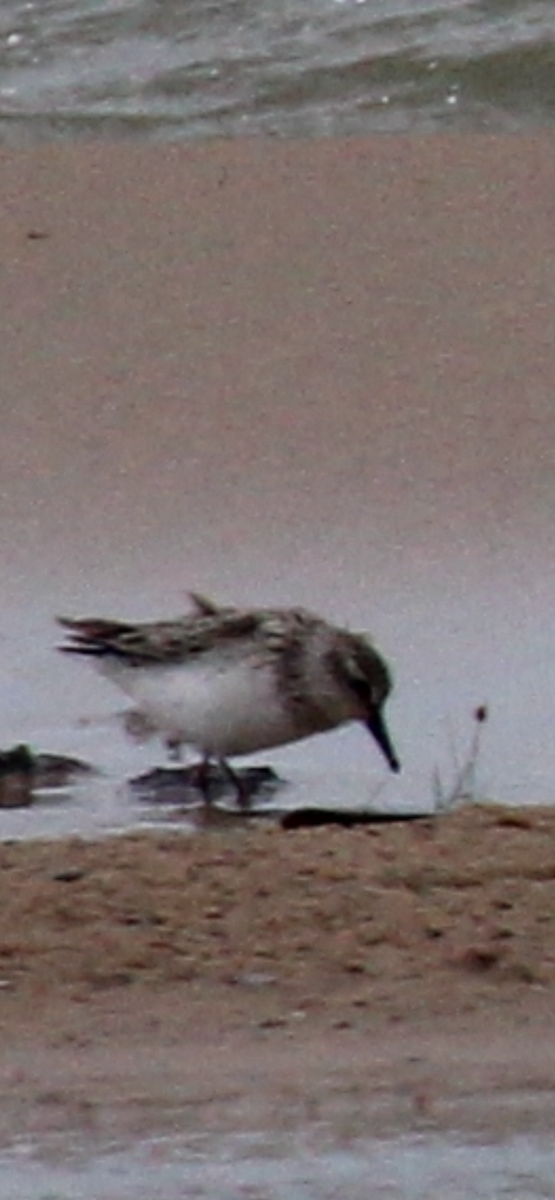Txirri erdipalmatua - ML639032401