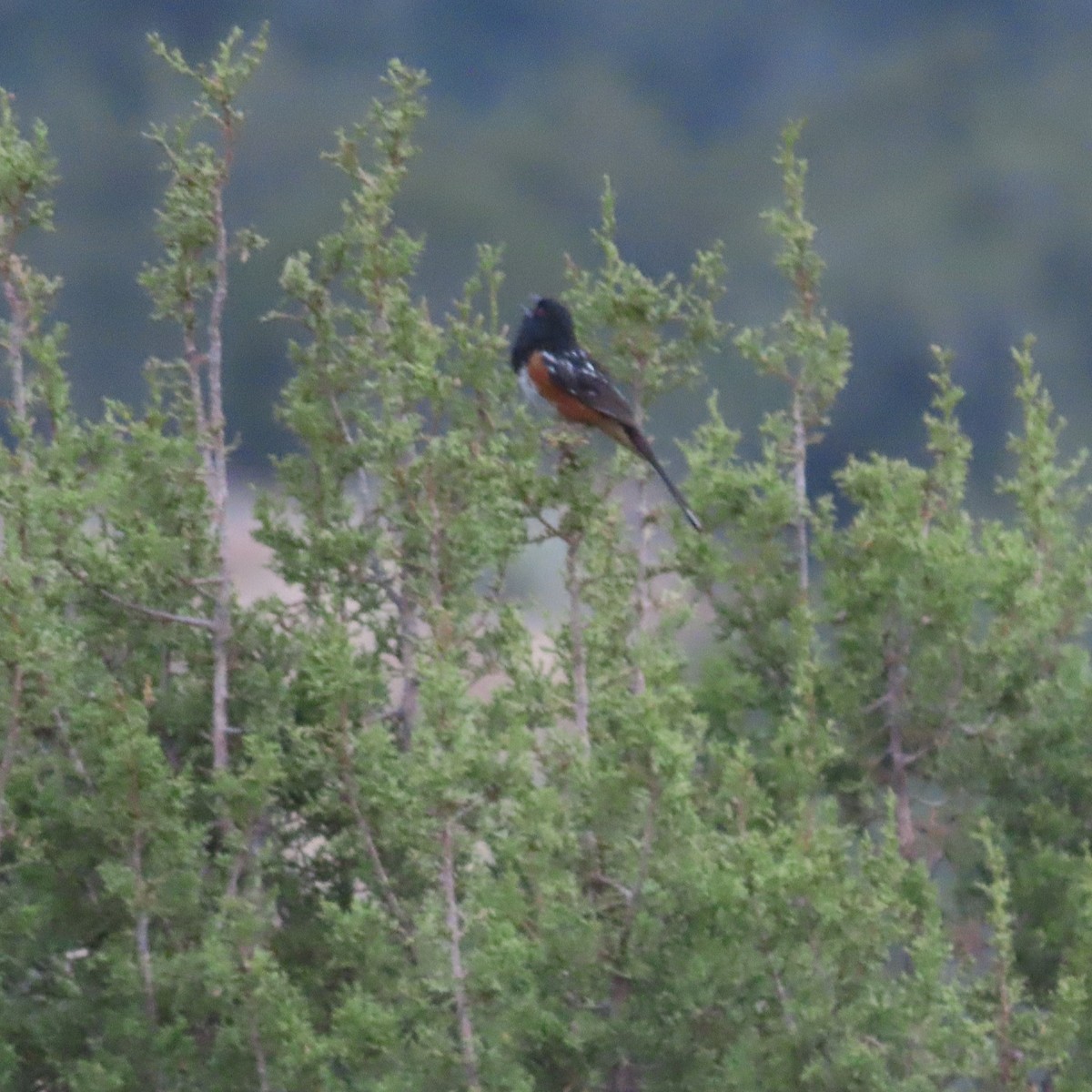 Spotted Towhee - ML639032481