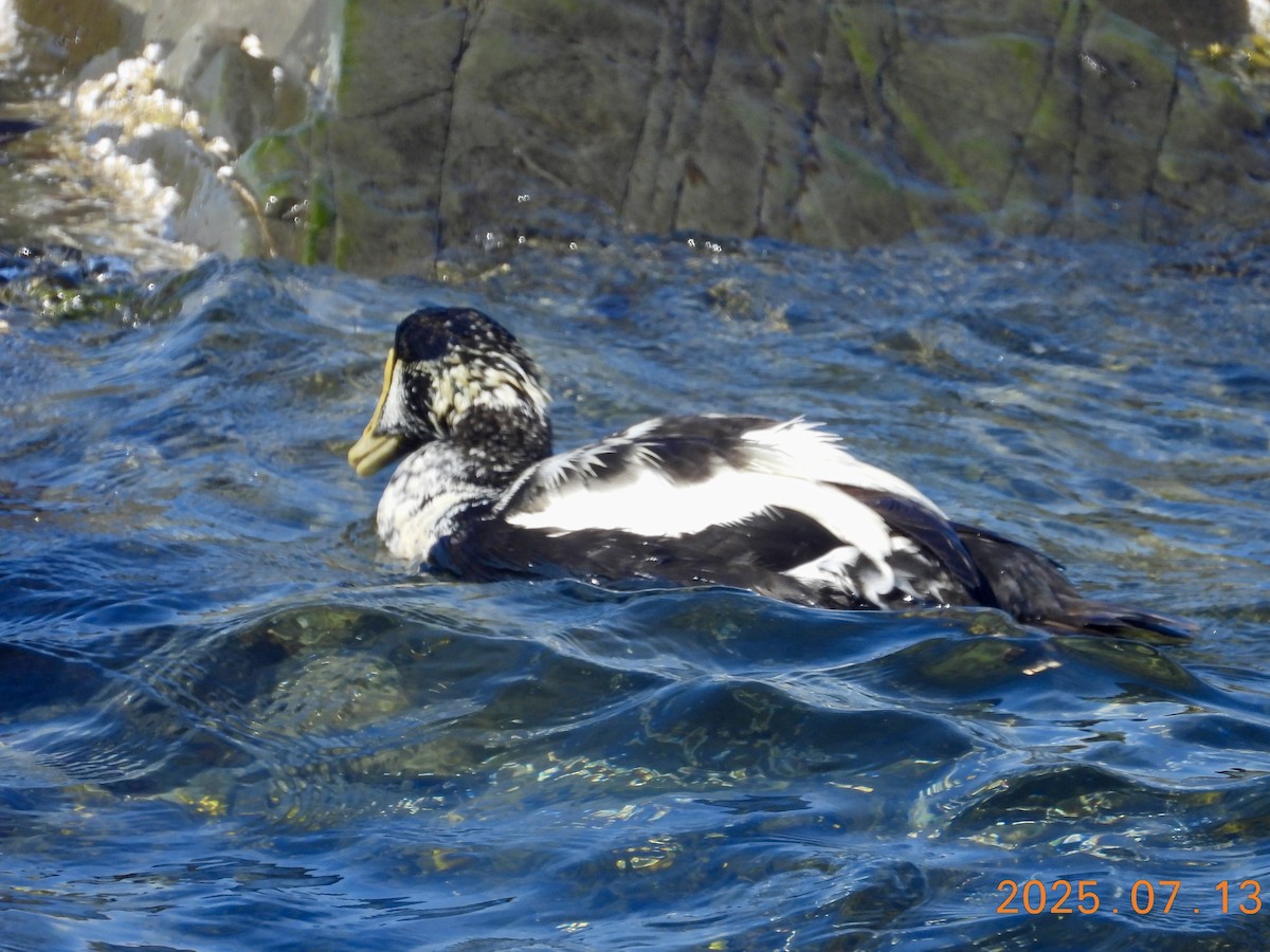 Eider arrunta - ML639032483