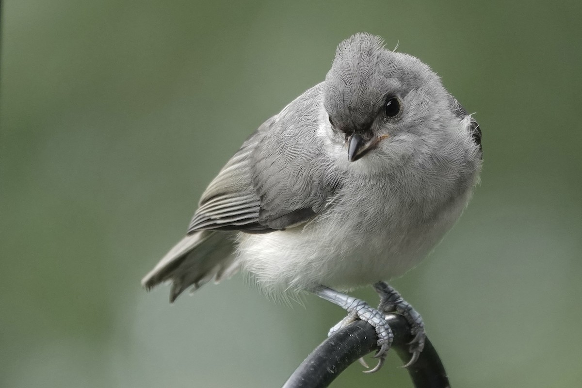 Tufted Titmouse - ML639032507