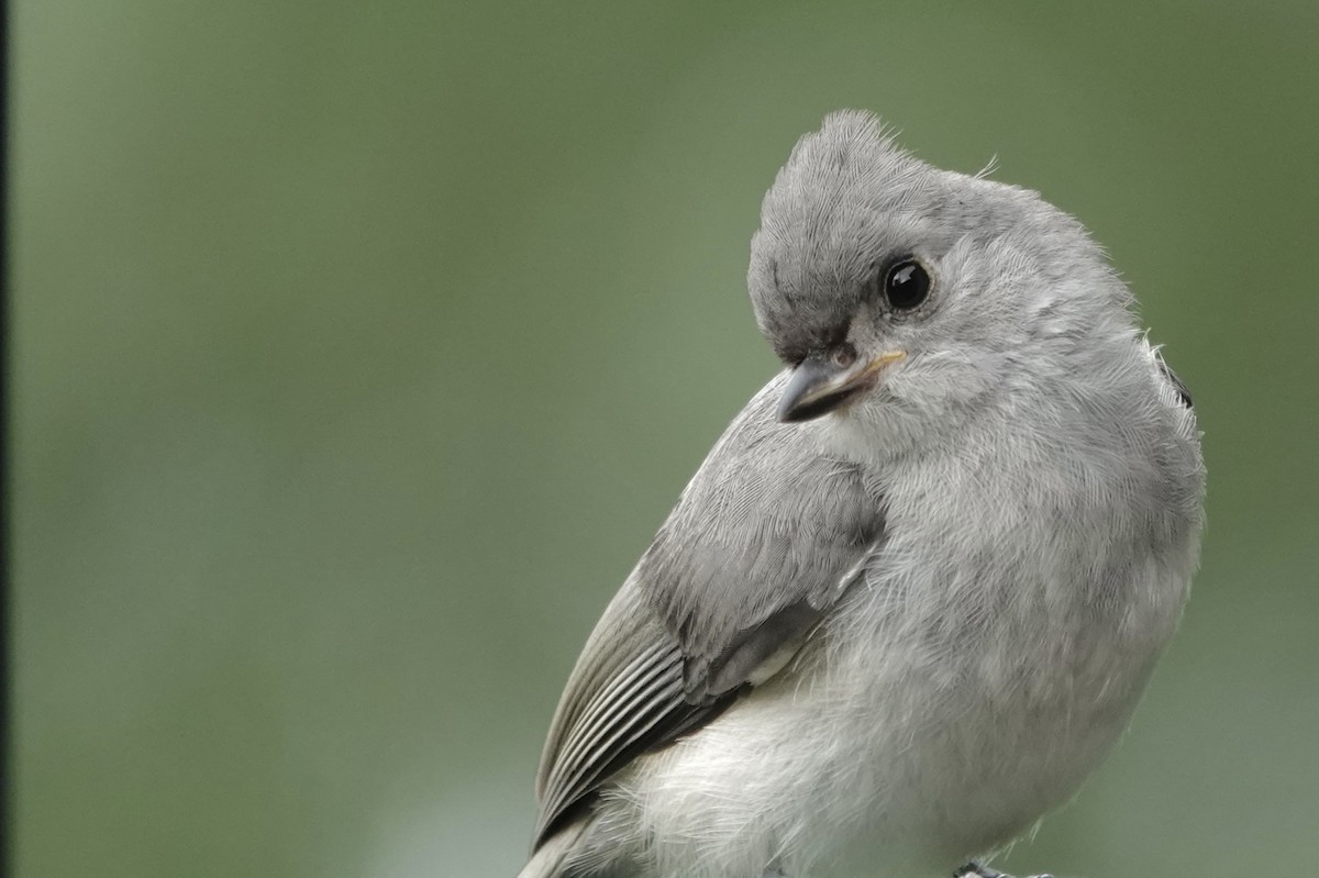 Tufted Titmouse - ML639032508