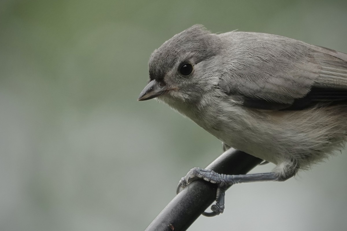 Tufted Titmouse - ML639032524