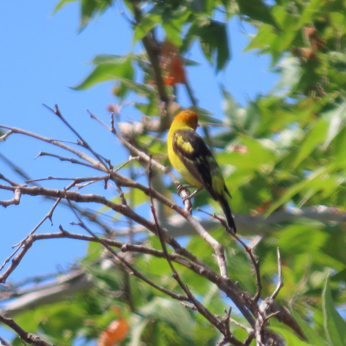 Western Tanager - ML639032527