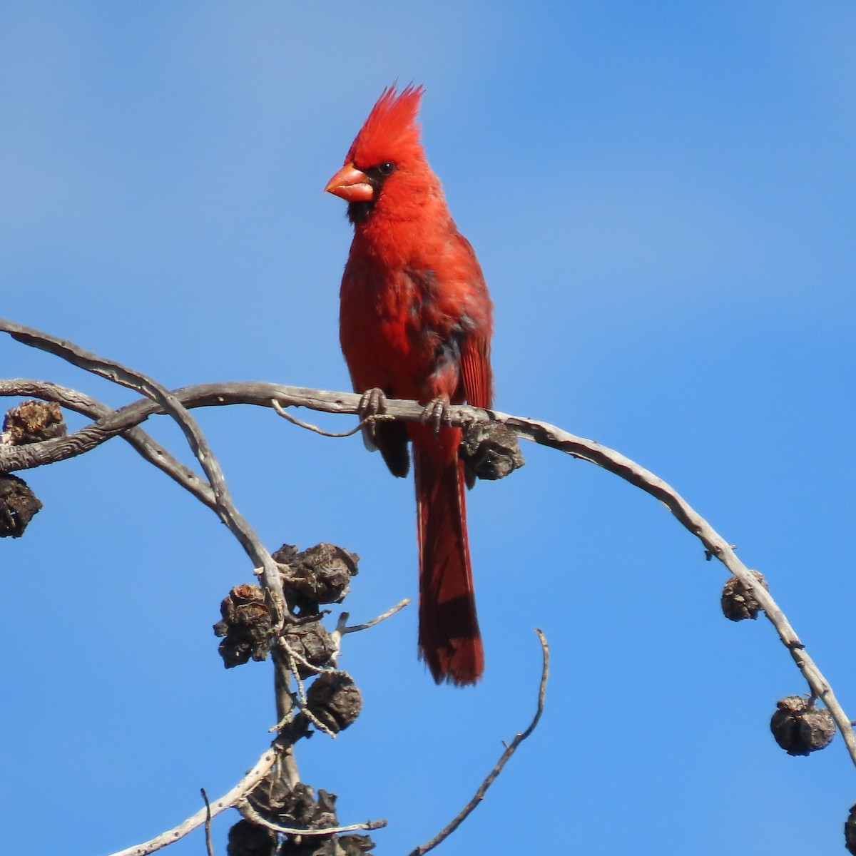 Northern Cardinal - ML639032530