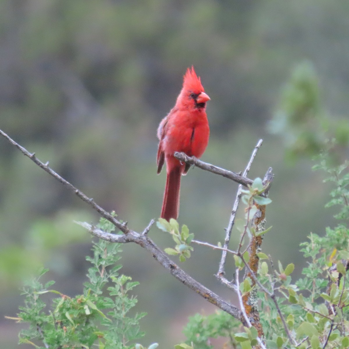 Northern Cardinal - ML639032531