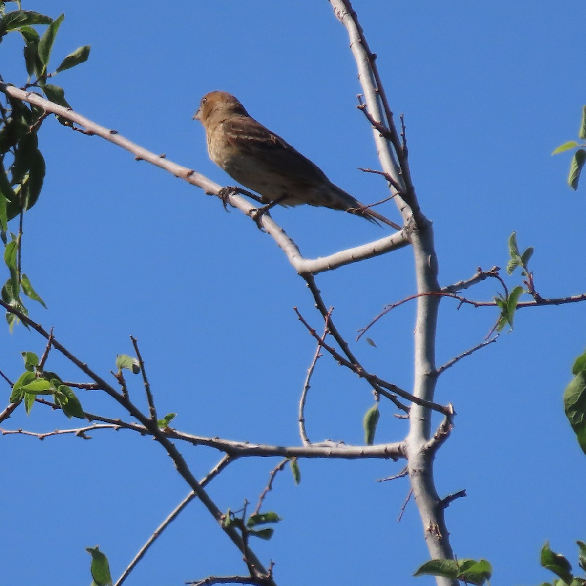 Blue Grosbeak - ML639032534