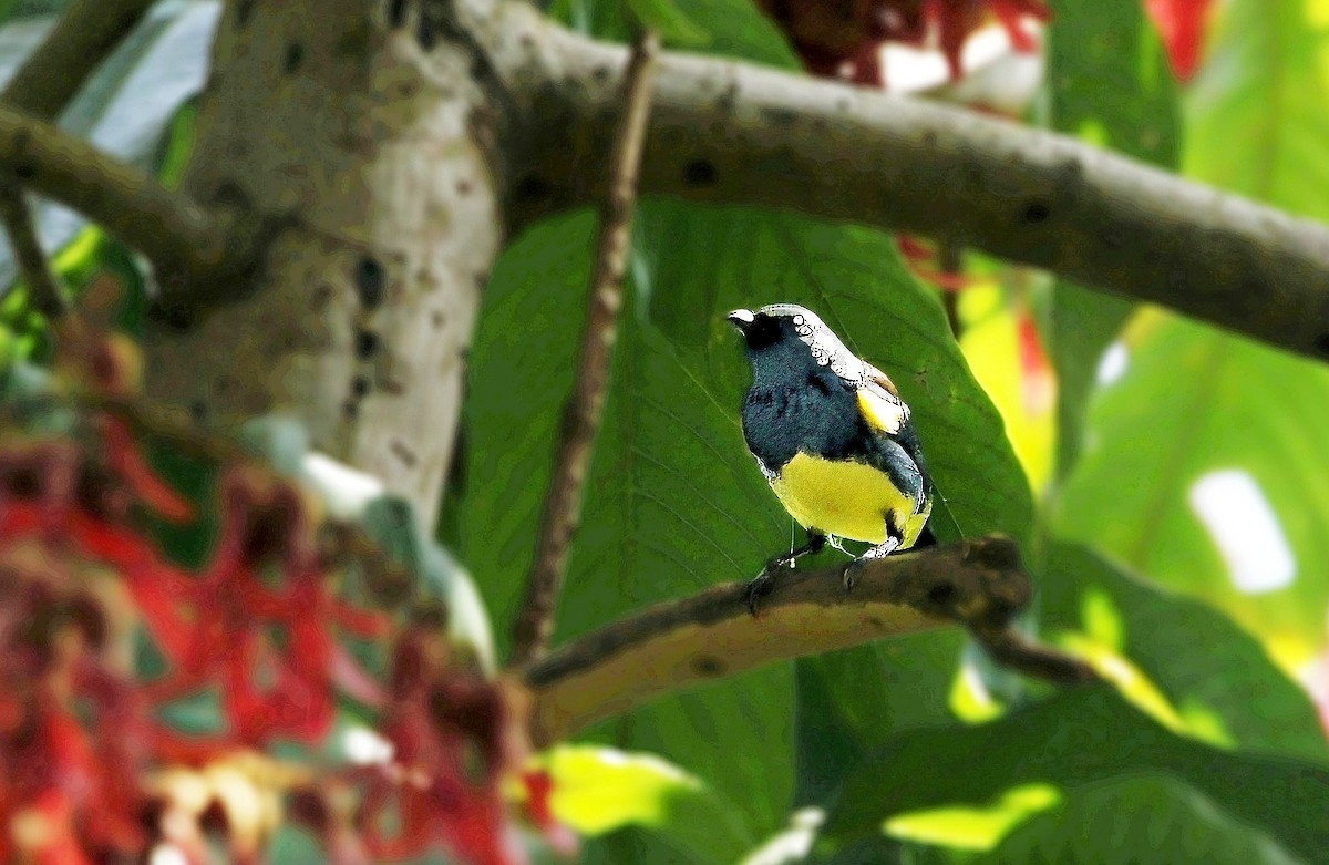 Turquoise Tanager - ML639032542