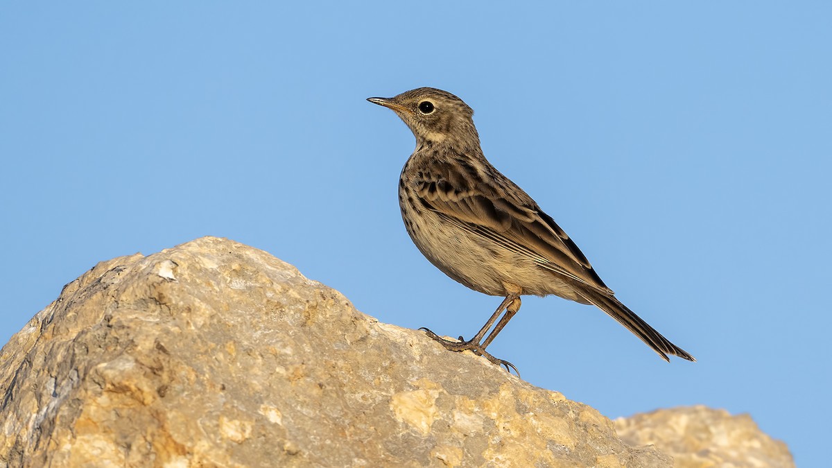 Water Pipit - ML639032593