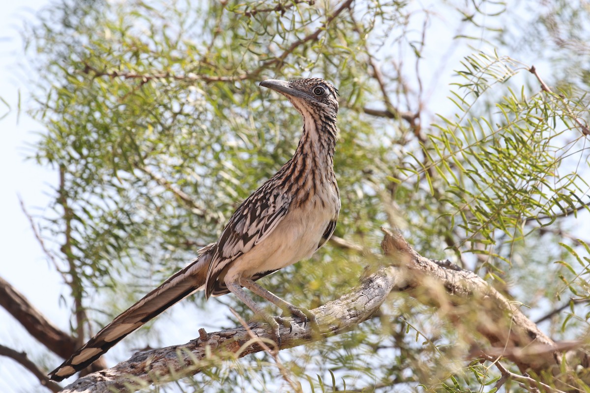 Greater Roadrunner - ML639032611