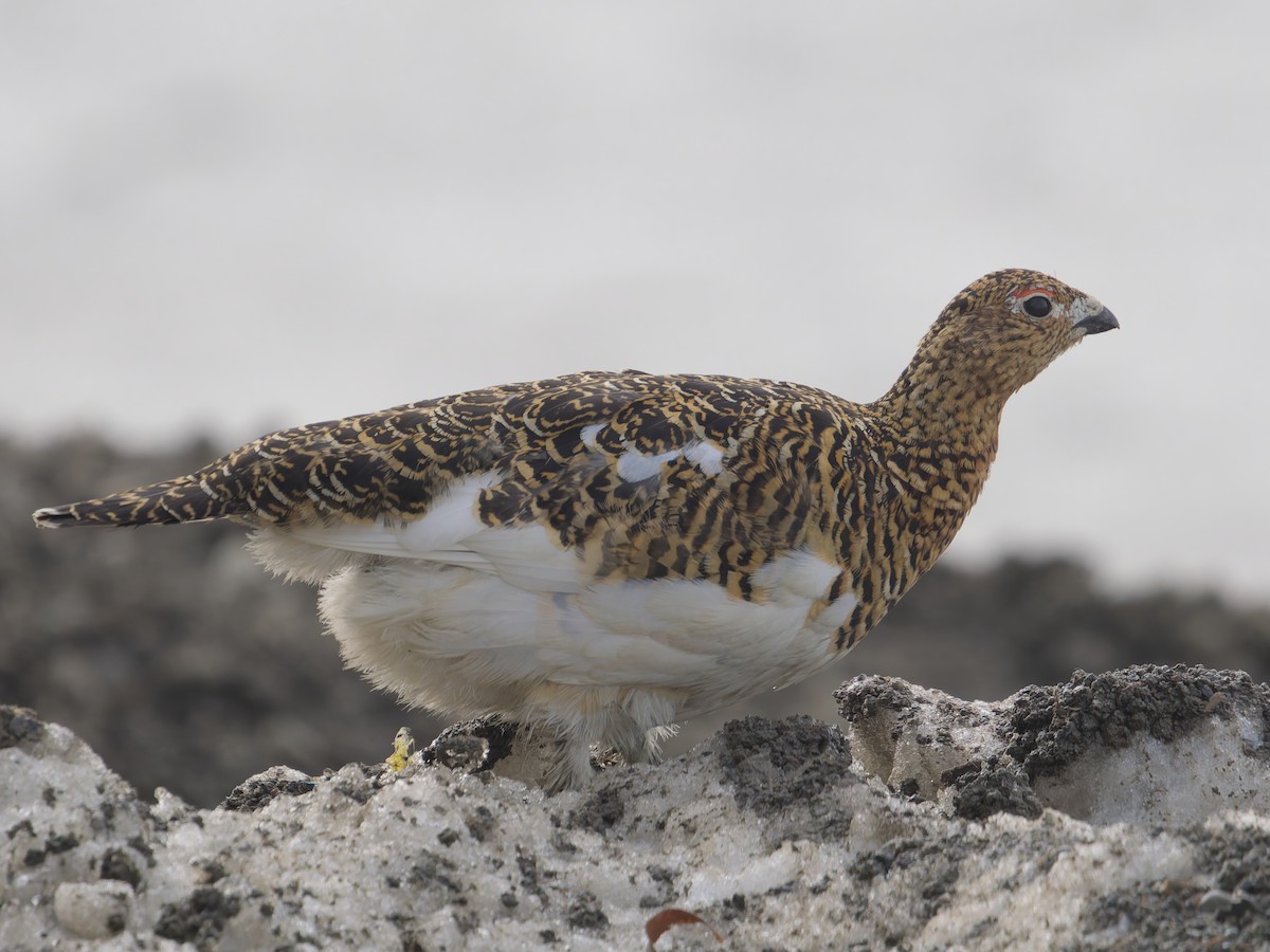 Willow Ptarmigan - ML639032615