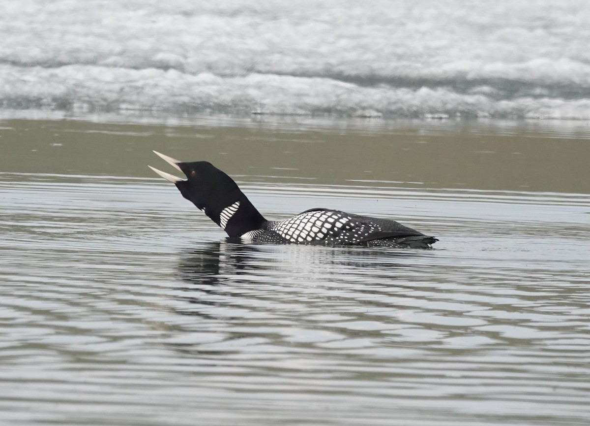 ハシジロアビ - ML639032652