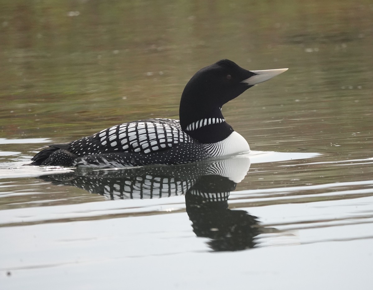 ハシジロアビ - ML639032653